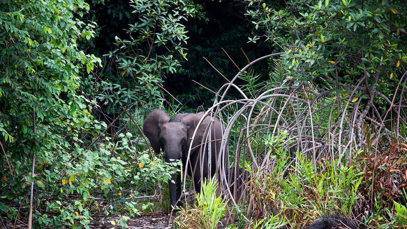 A forest elephant in Gabon.
