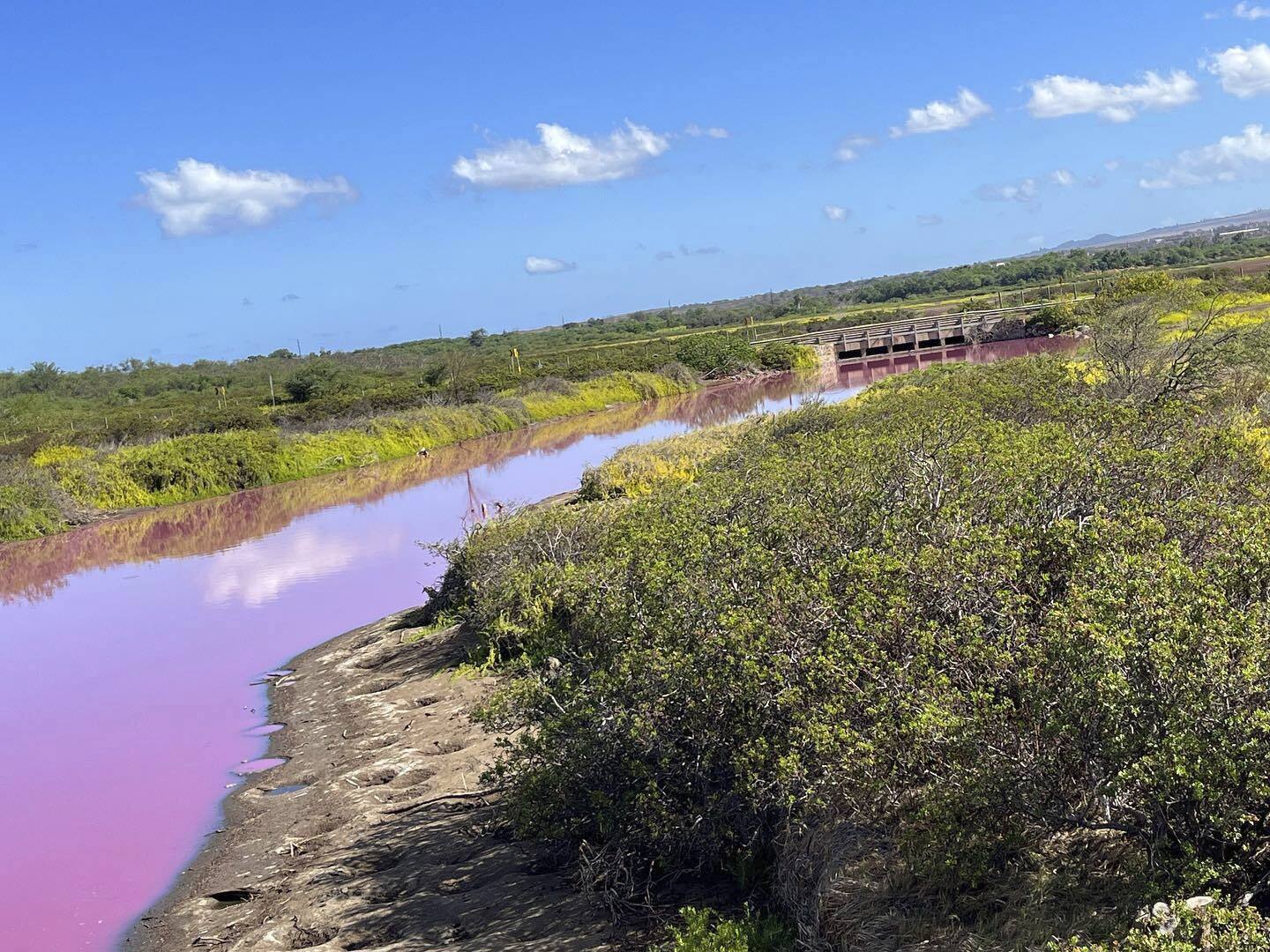 Las autoridades de Hawái están investigando por qué el estanque se volvió rosado, pero hay algunos indicios de que la culpa puede ser la sequía. 