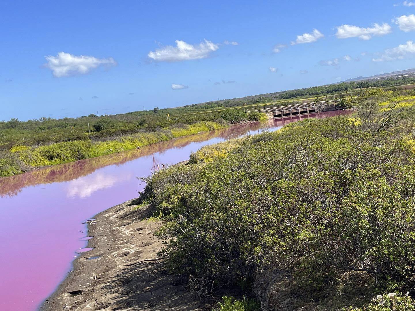 Officials in Hawaii are investigating why the pond turned pink, but there are some indications that drought may be to blame. 