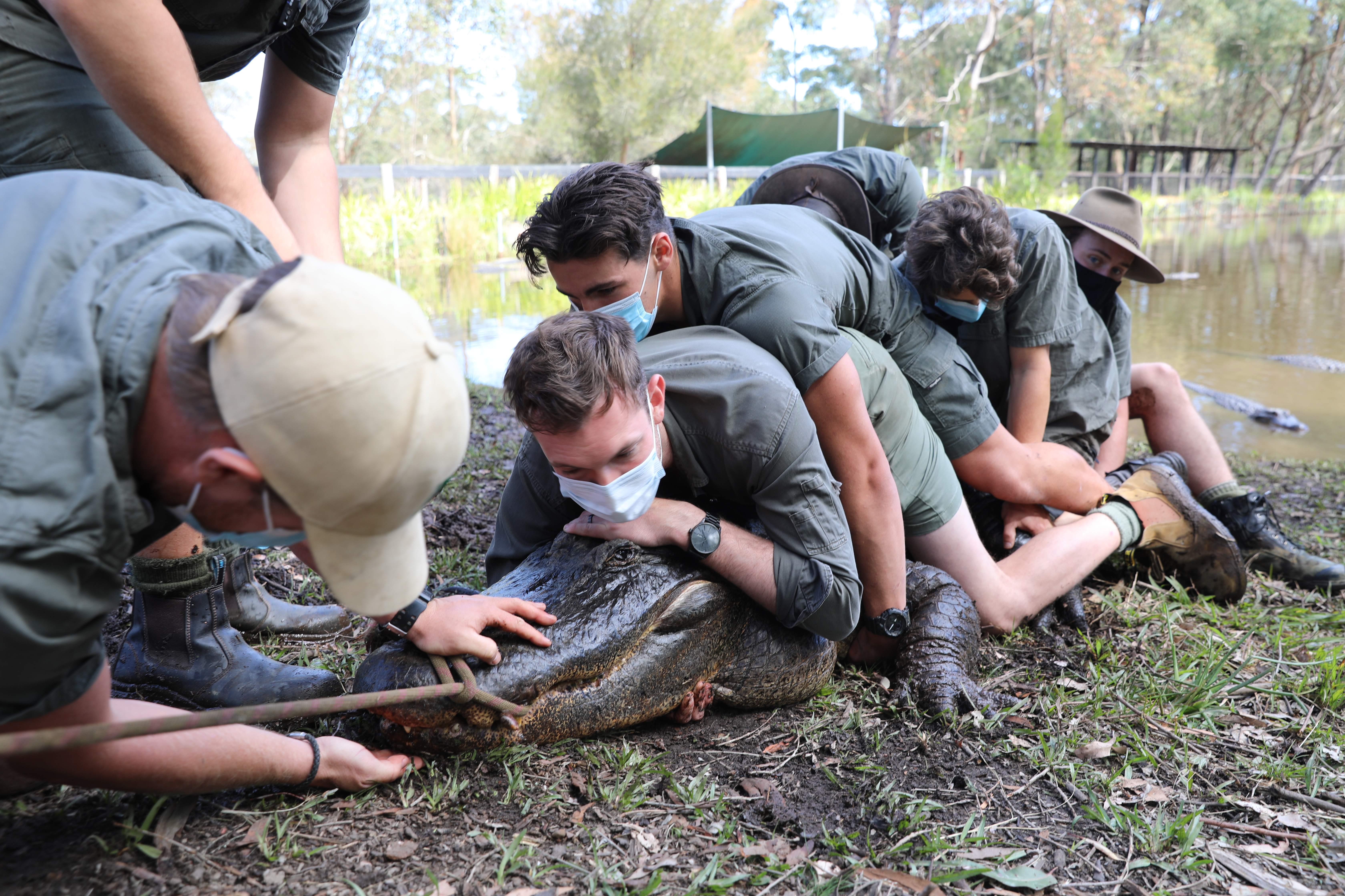 Alligator named "Kanye" has been charging keepers and has been displaying aggressive behaviour. 