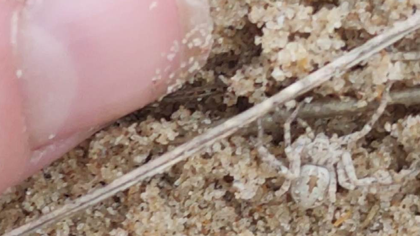 The spider only reaches lengths between 4 - 6 mm.