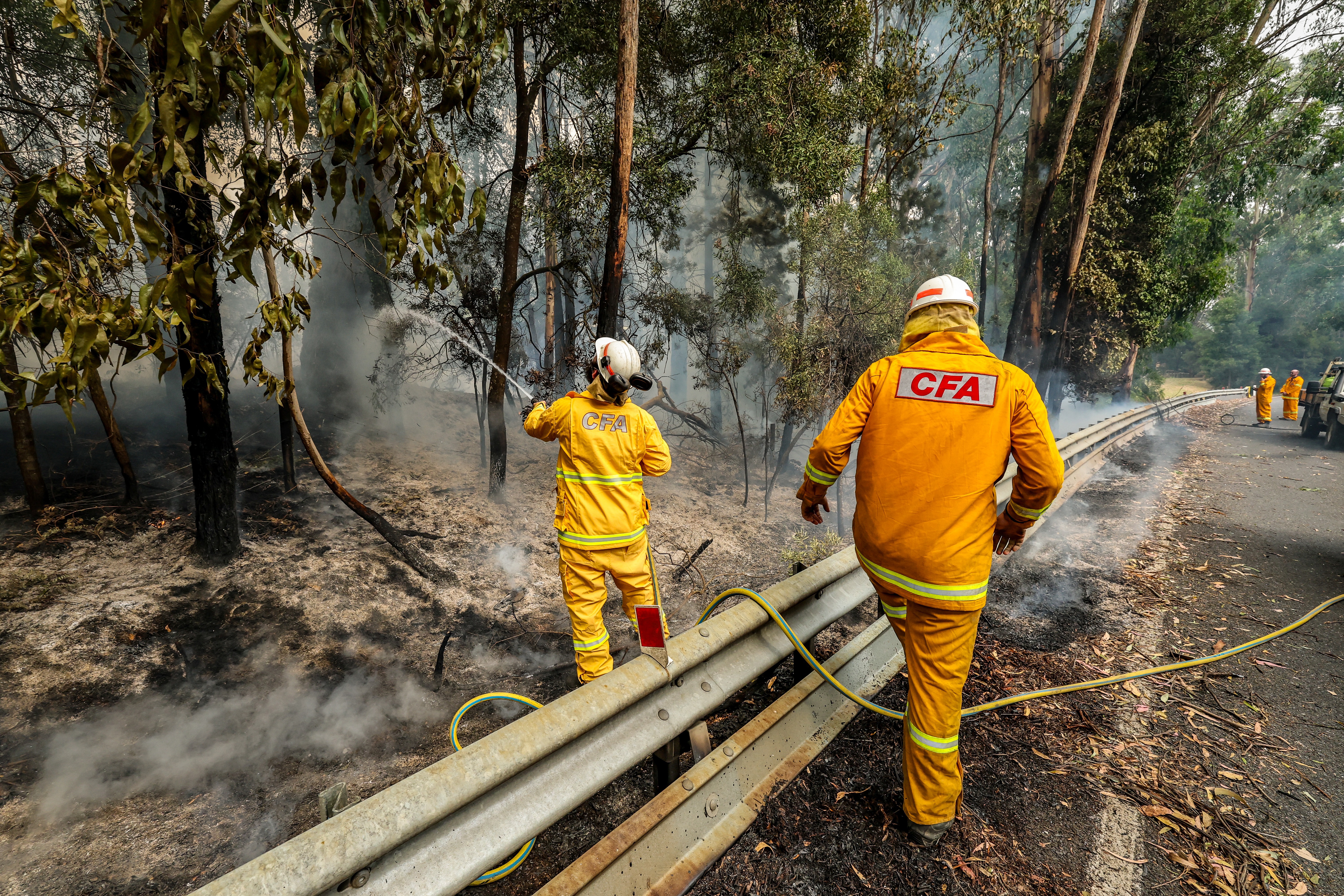 Carlisle River fire in the Otway National Park. Firefighters putting out spot fires on the Colac-Lavers Hill road.
