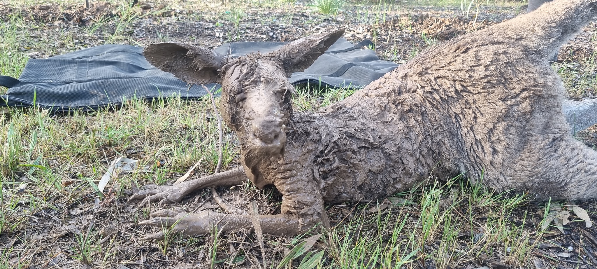 Kangaroo caked in mud found near at Kialla Lakes in a flood area.