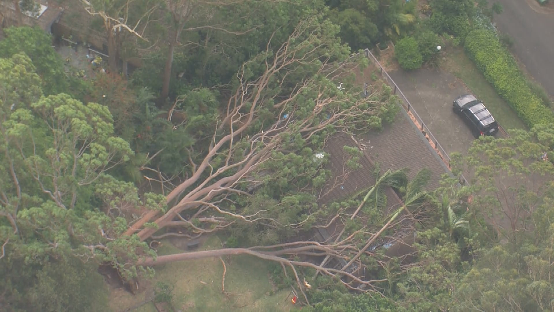 Strong winds have knocked a massive tree down and onto a house on Sydney's Upper North Shore with more intense winds to come. 
