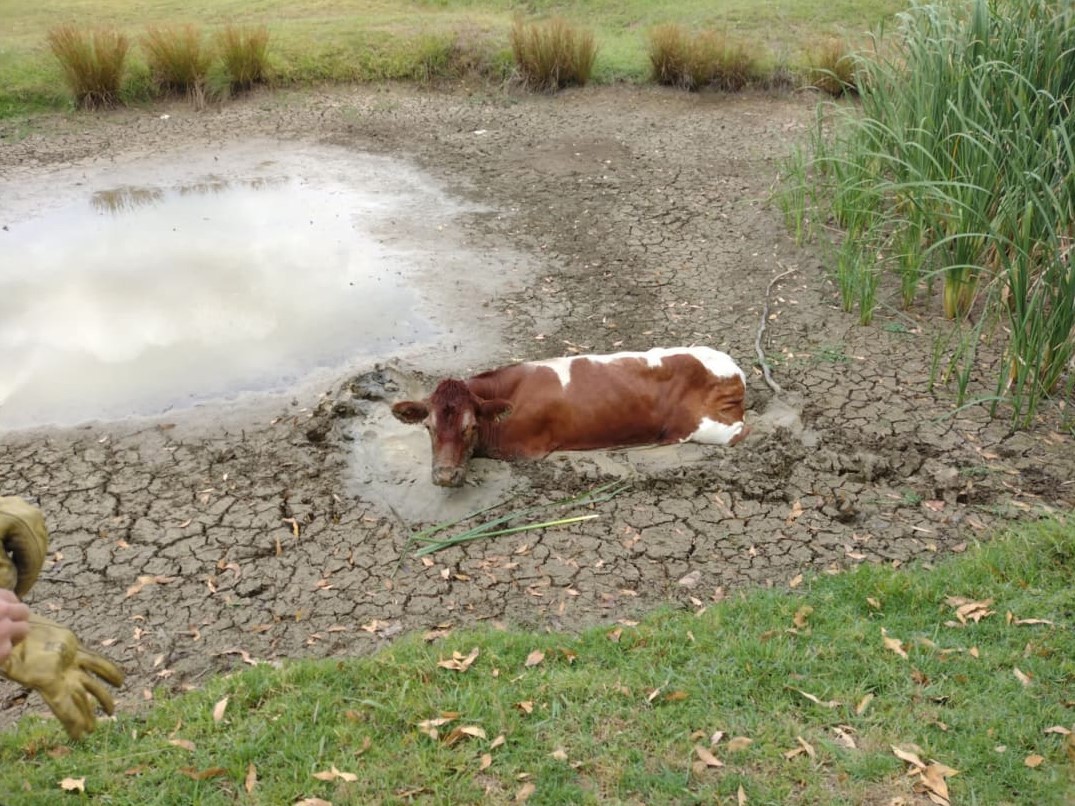 A confused cow has sparked two Fire and Rescue NSW (FRNSW) emergencies in 24 hours in western Sydney.