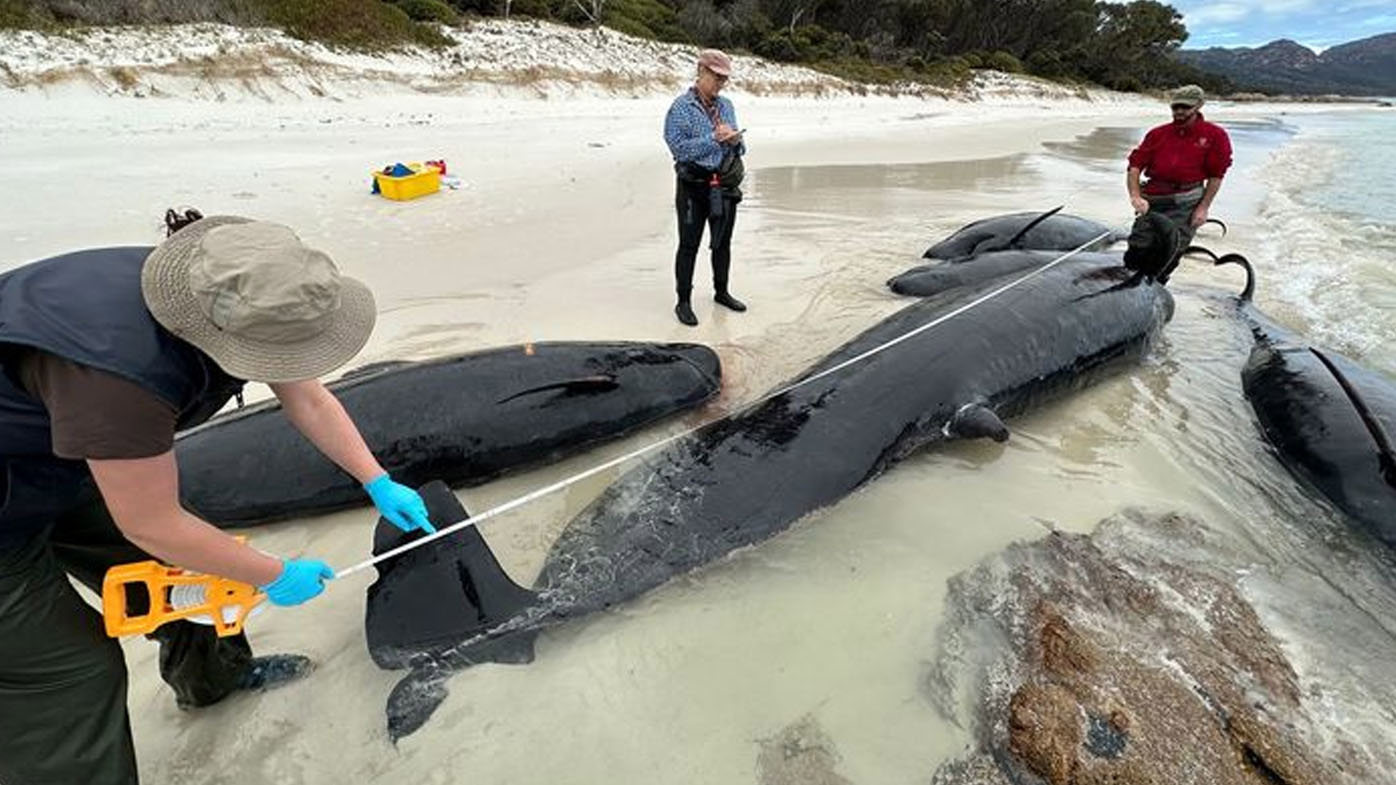 Dead whales are washing up on the East Coast. The reason remains a mystery.