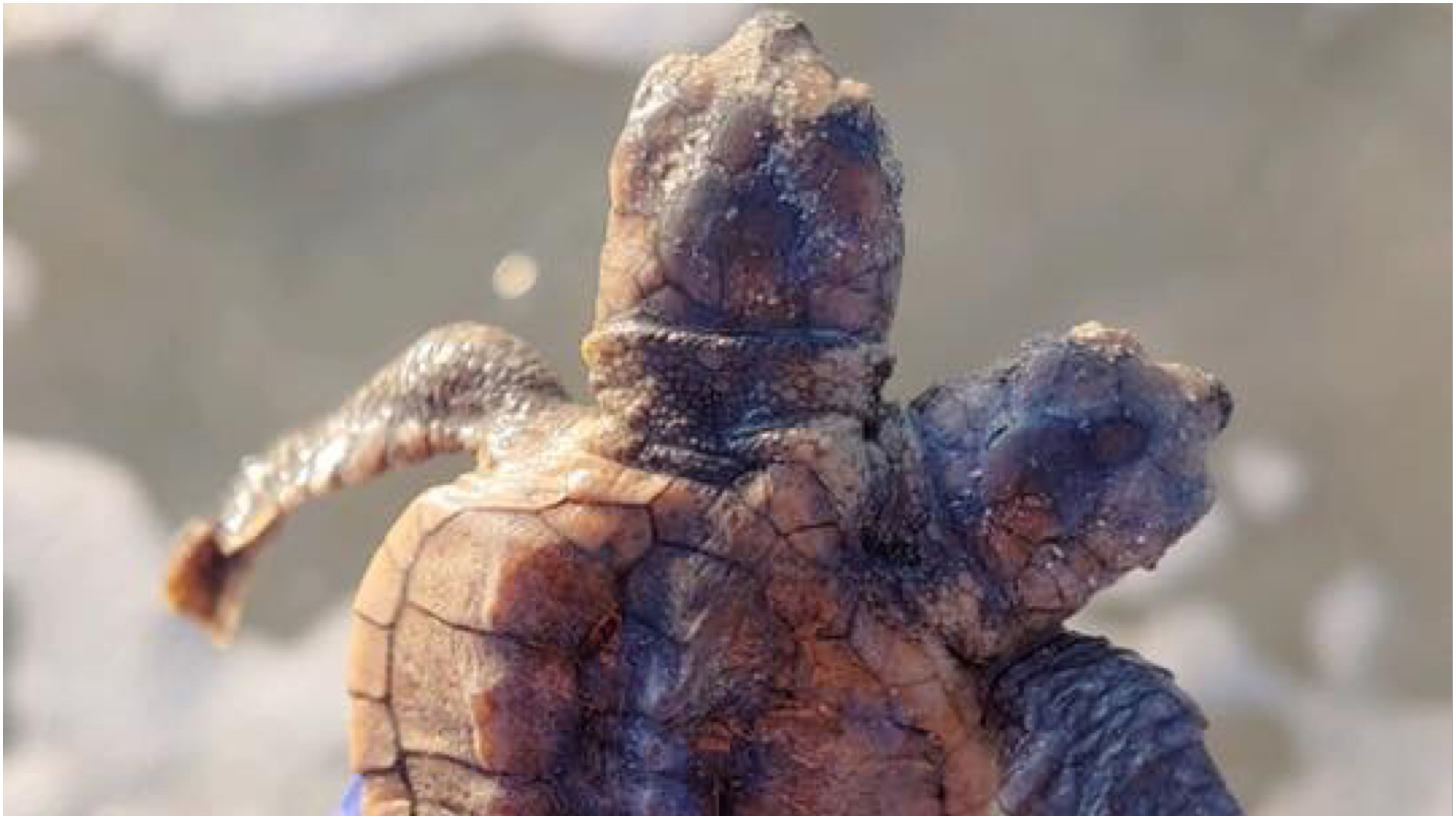 Rare twoheaded turtle discovered at South Carolina beach US news