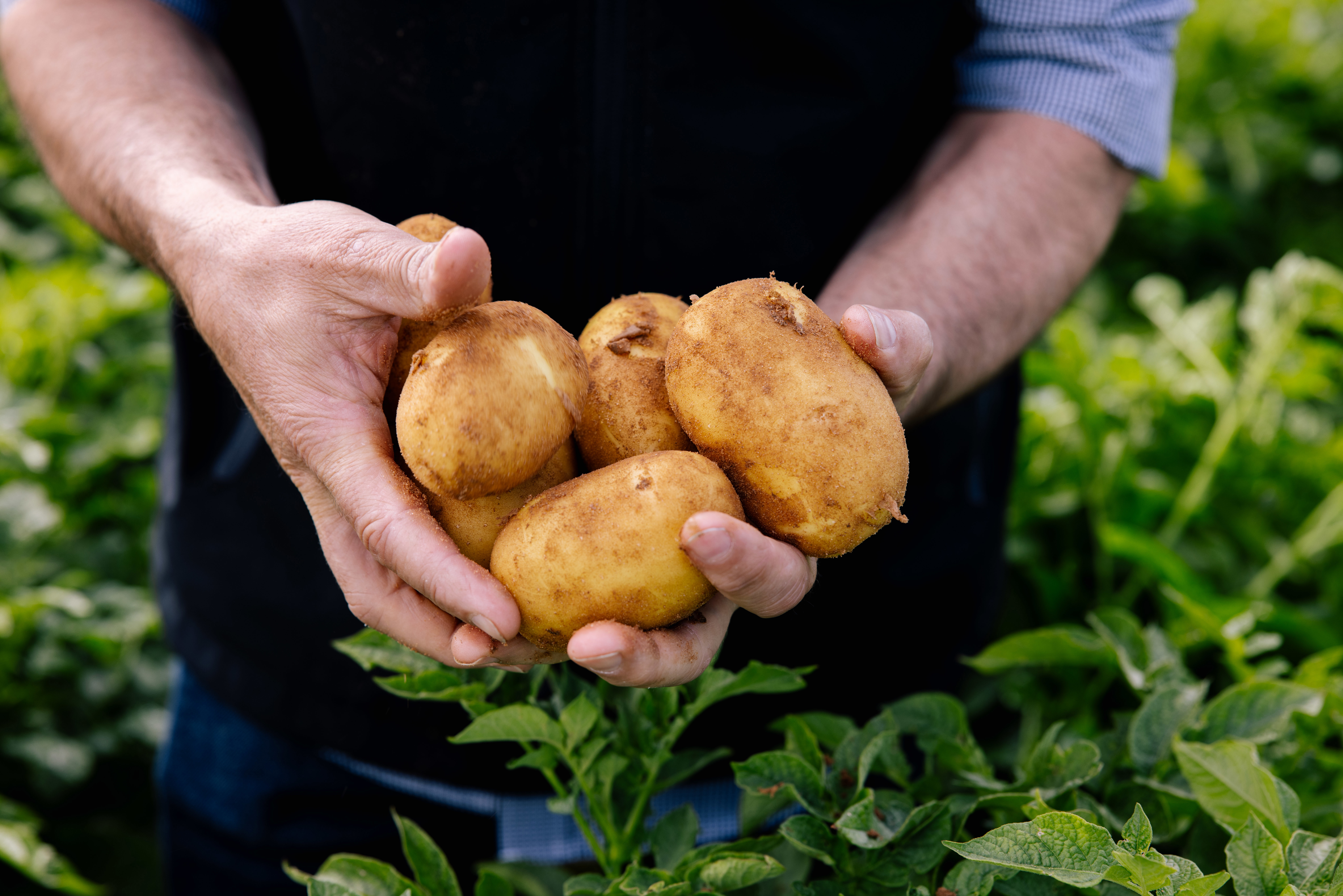 Australians are being hit with a potato shortage after growers experienced what they said has been one of the toughest seasons in a decade. ﻿