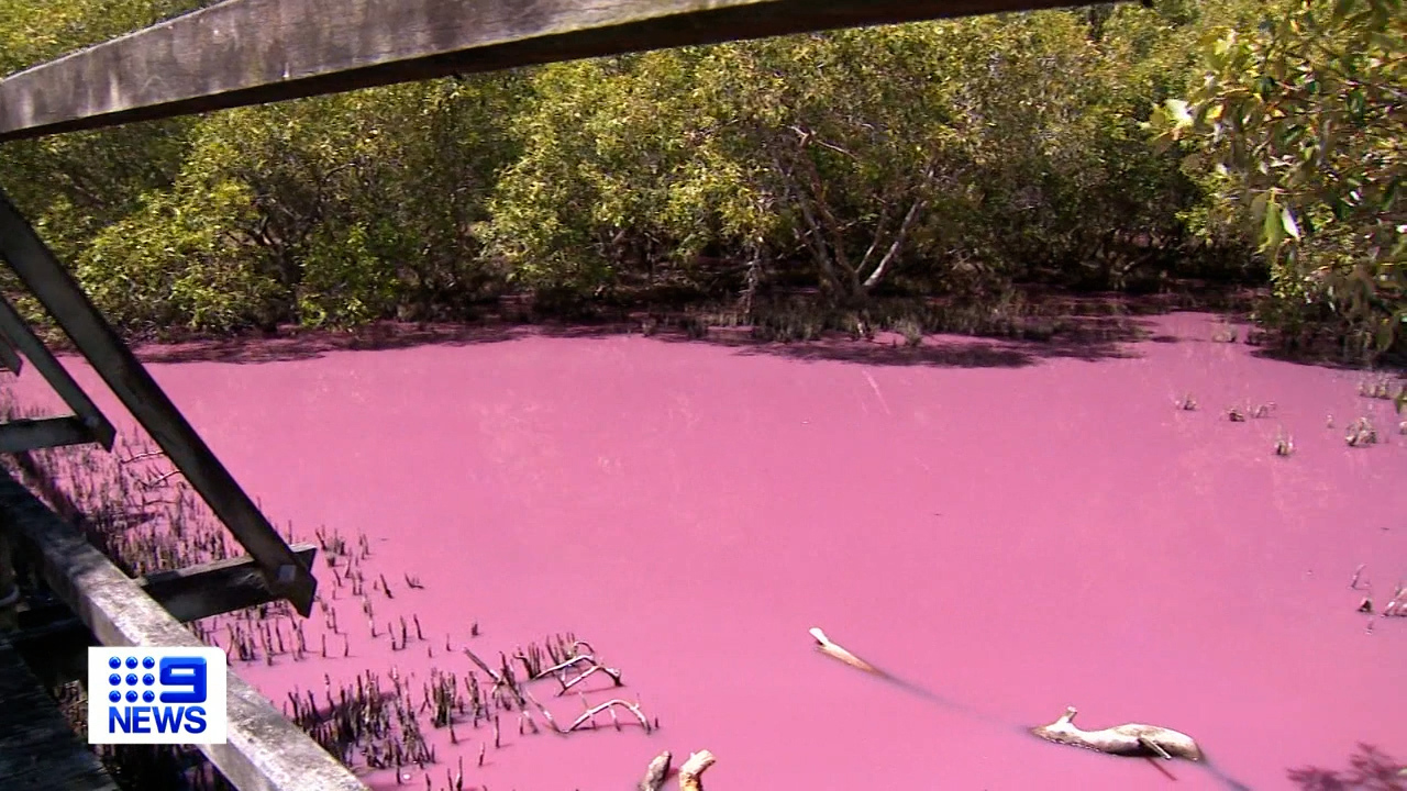 The mystery of why a body of water in Queensland turned a vivid shade of pink has been solved.
