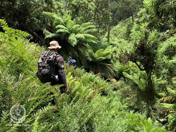Search for missing bushwalker in Kosciuszko National Park enters eighth day
