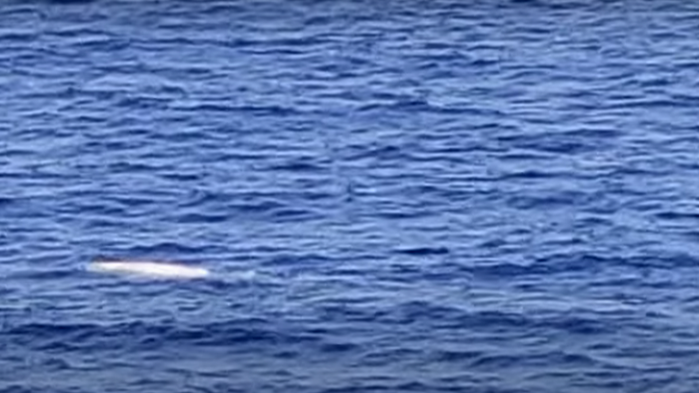 Only part of the whale was seen so it is unclear if it has albinism or another skin condition.