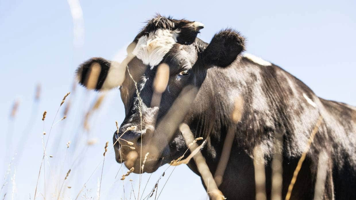 A man died after he was mauled by a bull estimated to weigh around 900kgs (file photo).