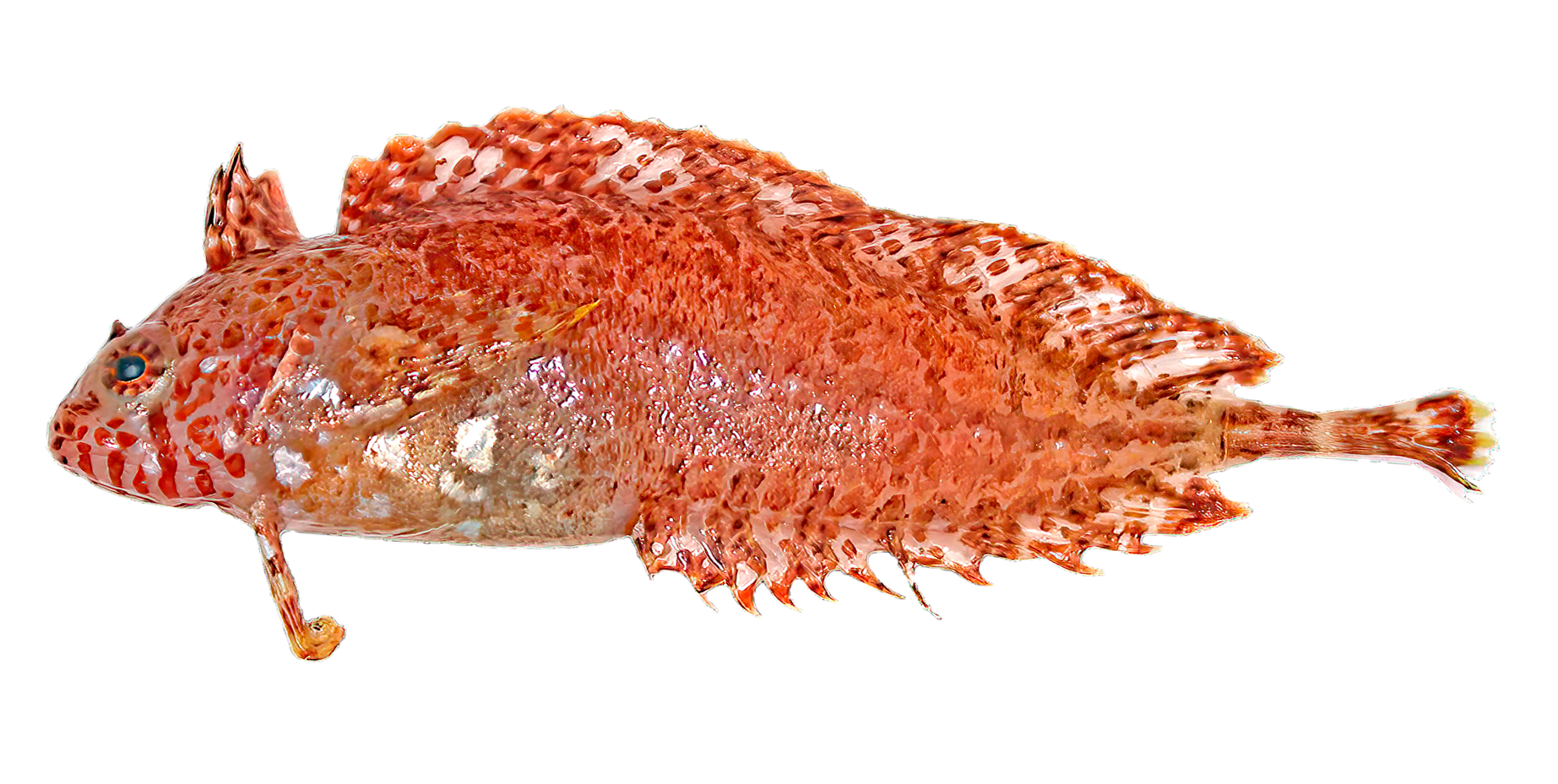 Heteroclinus argyrospilos (Silverspot Weedfish) is known from south-western Australia (SA & WA) in 55-100m depth. Only two specimens of this elusive species are currently known