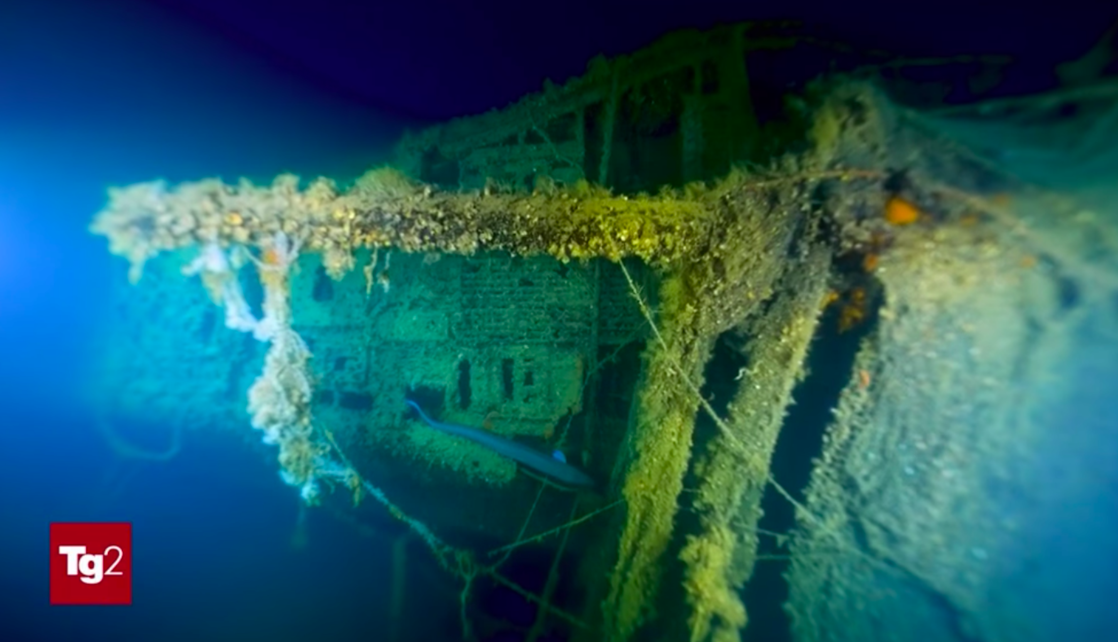 Velella shipwreck Italy