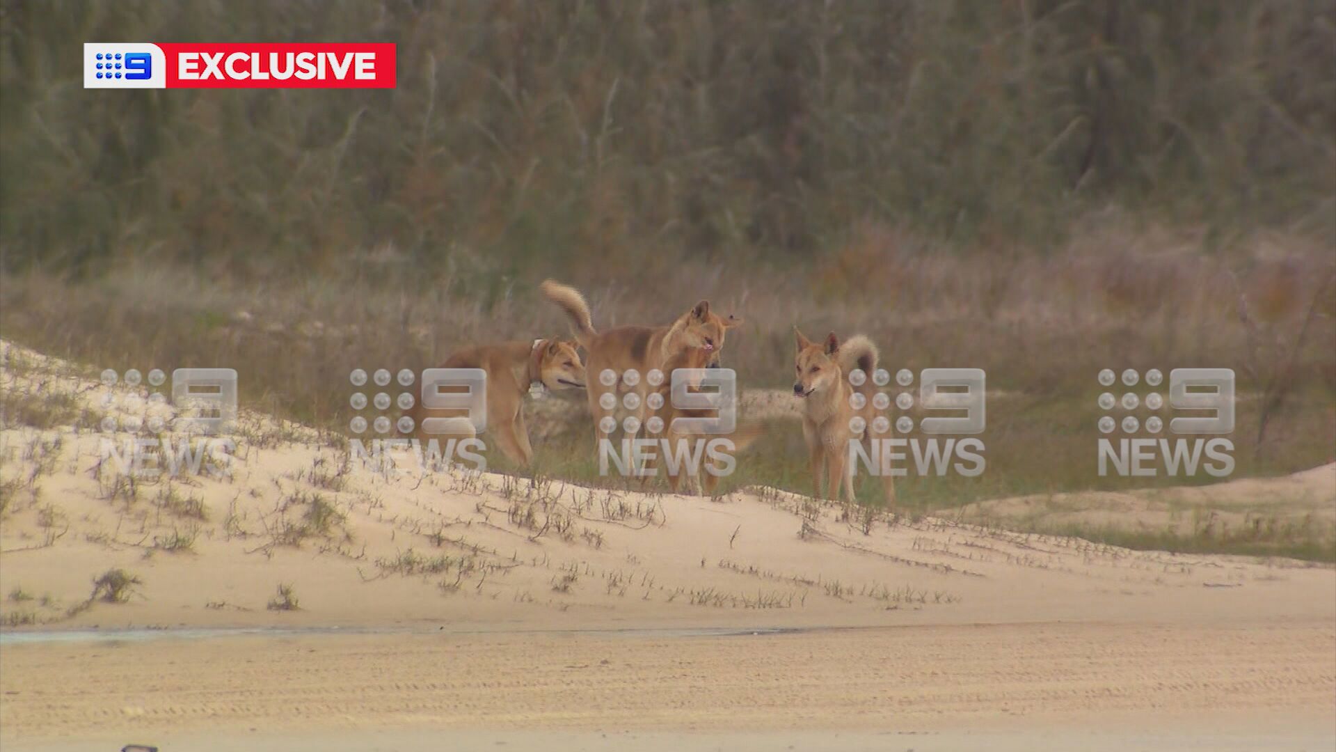 A fisherman who saw the attack identified the pack of four dingoes as those responsible.