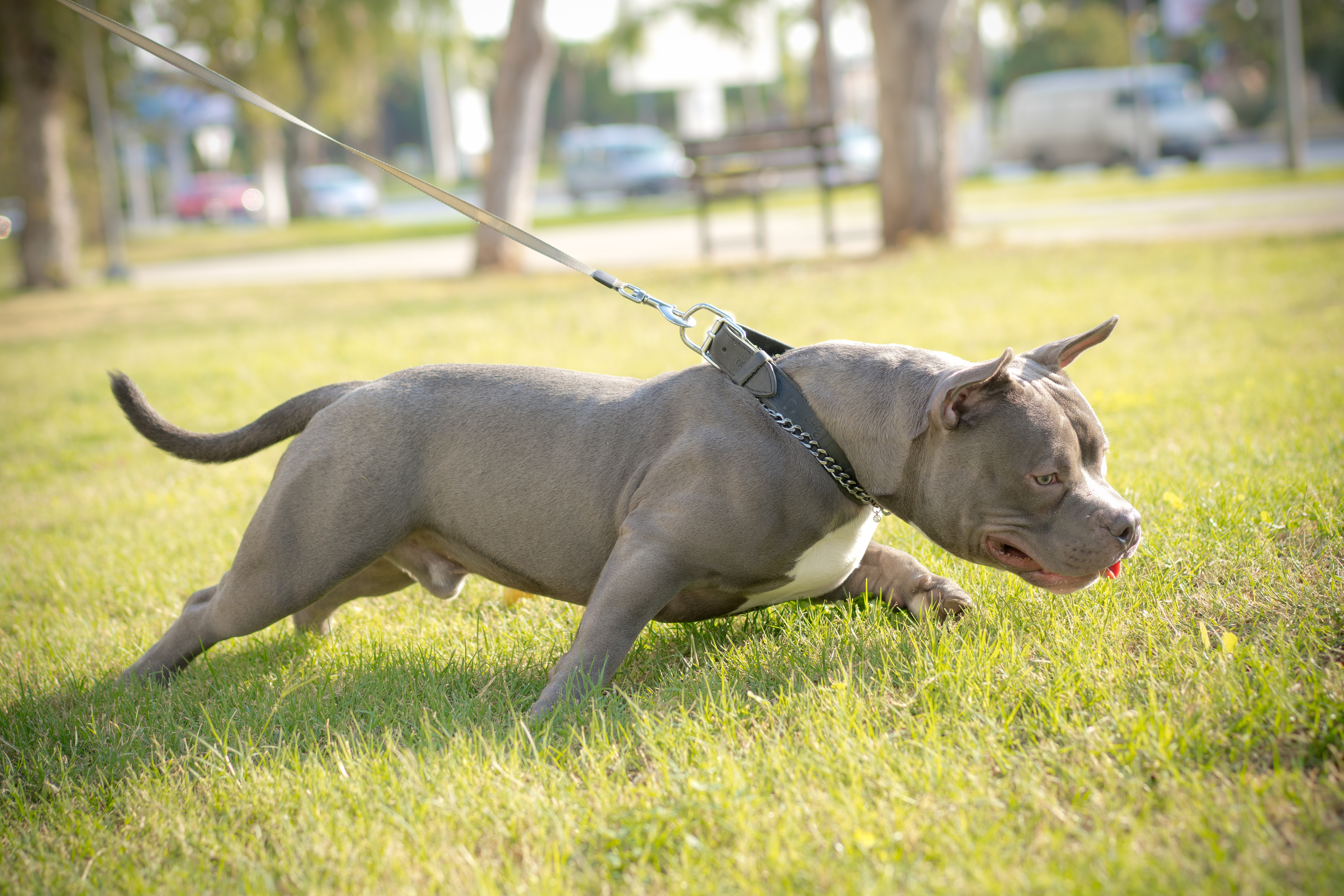 Young American bull terrier dog on grass