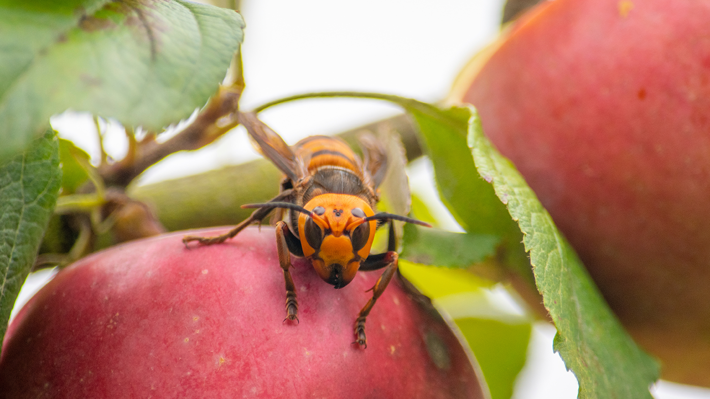 In this October 7, 2020, photo provided by the Washington State Department of Agriculture, a live Asian giant hornet with a tracking device affixed to it sits on an apple in a tree where it was placed, near Blaine, Wash. 