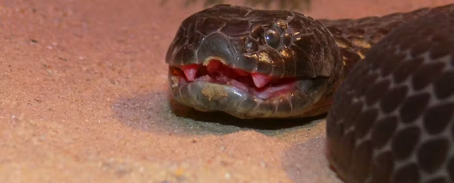 Tiger snakes on the mainland typically feed on much smaller creatures.