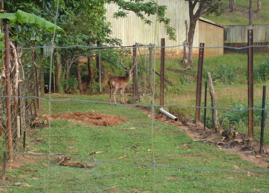 Property for sale in Cairns, Queensland, with an unusual pool.