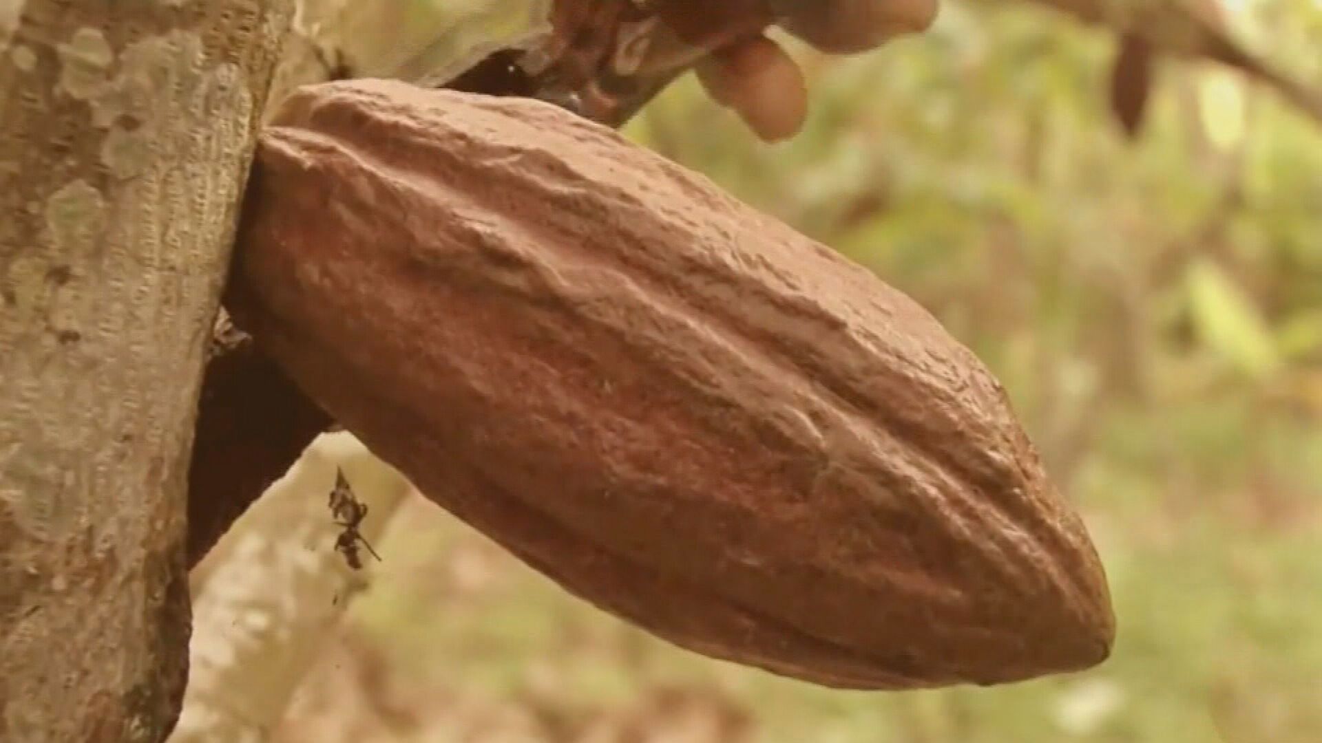 Aproximadamente la mitad del suministro mundial de chocolate proviene de árboles de cacao en Ghana y Costa de Marfil.