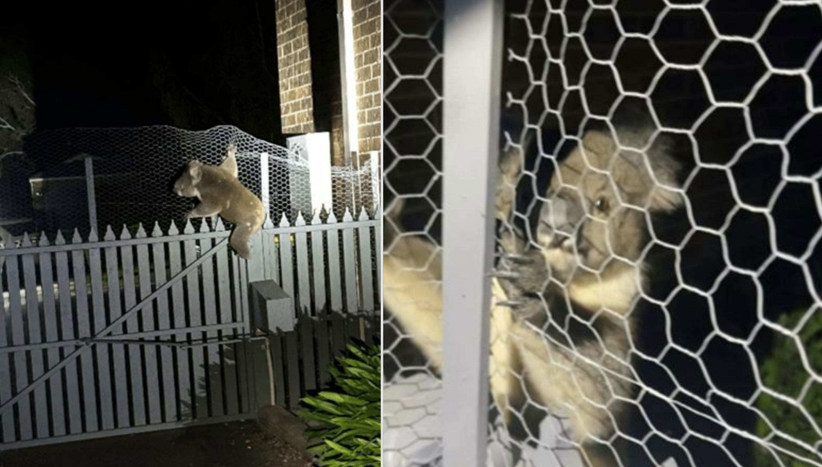 Police respond to Melbourne break-in call to find furry intruder in dog bed