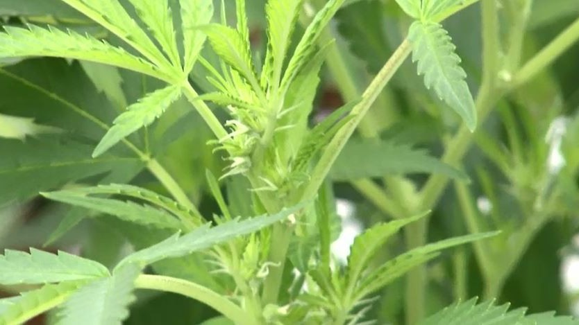 Man 'fled to neighbours before arrest over cannabis plants'