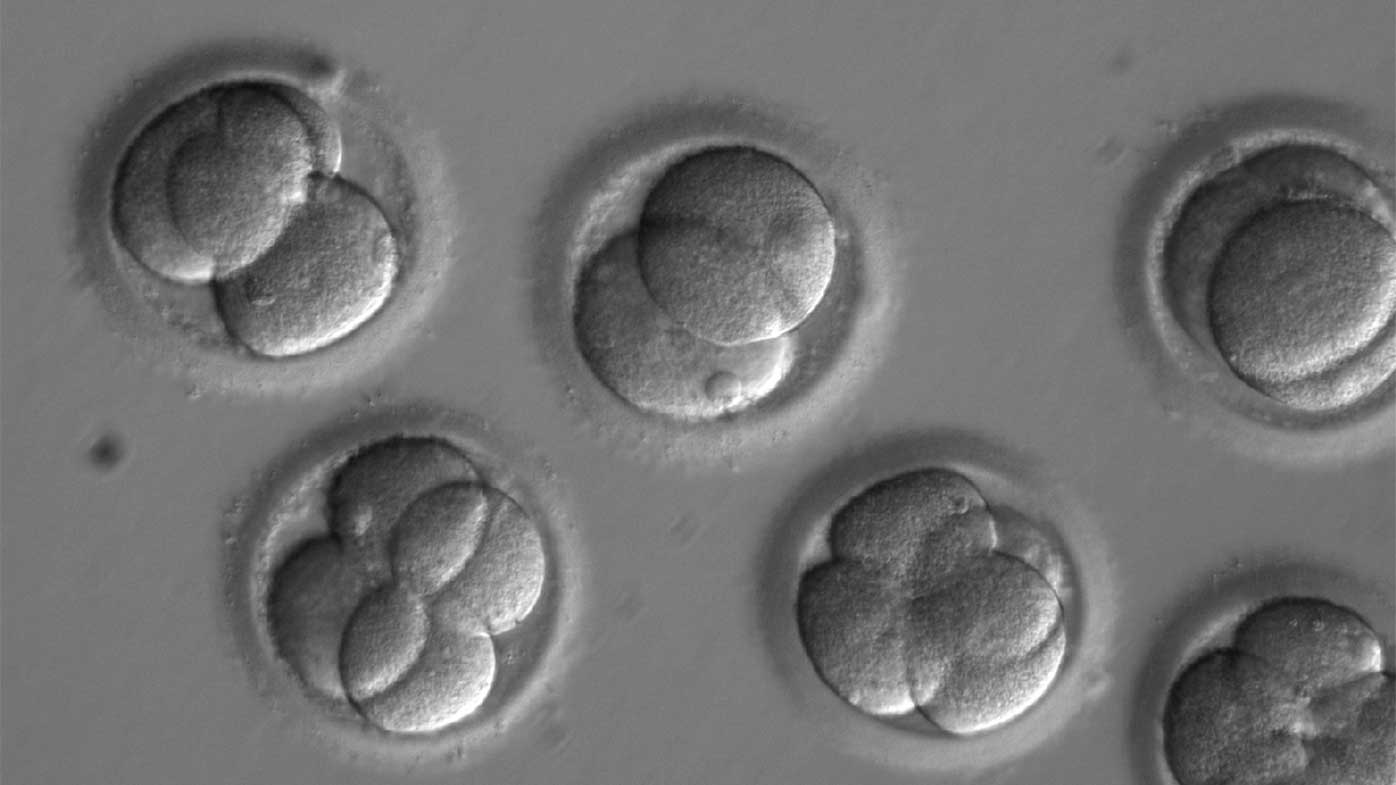 Human embryos in a laboratory prior to being implanted.