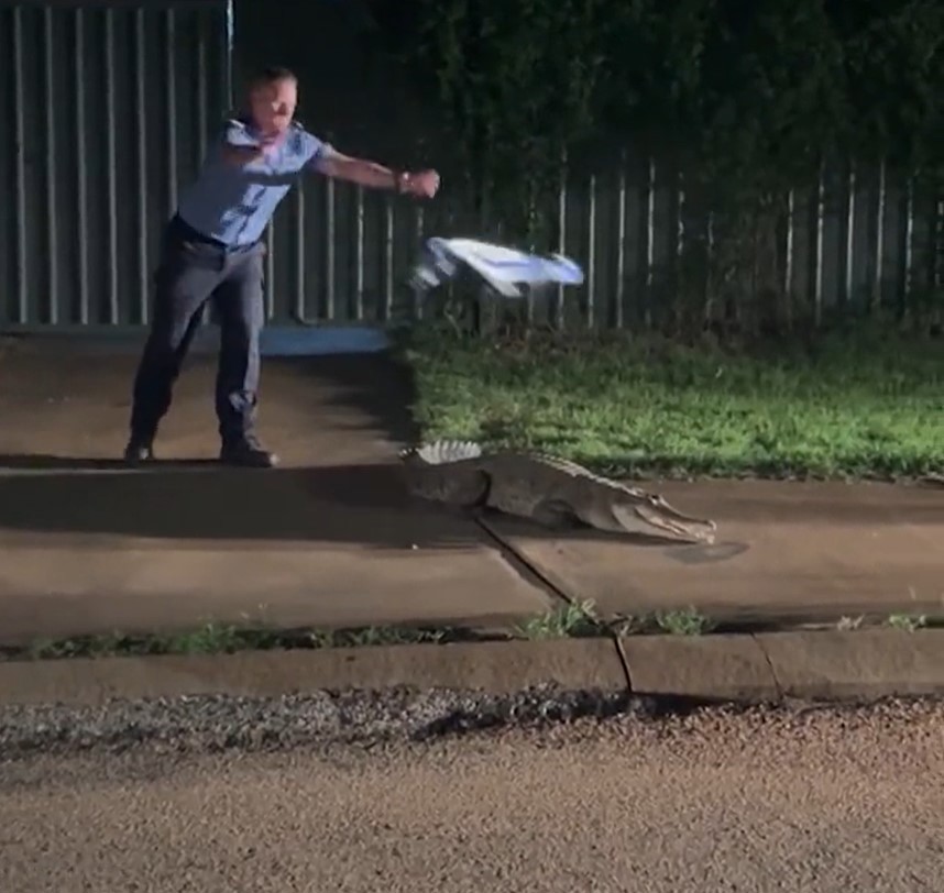 Western Australia Police and rangers tried to wrangle a wild crocodile with nothing but a wet towel after it became stranded following flooding in Fitzroy Crossing.