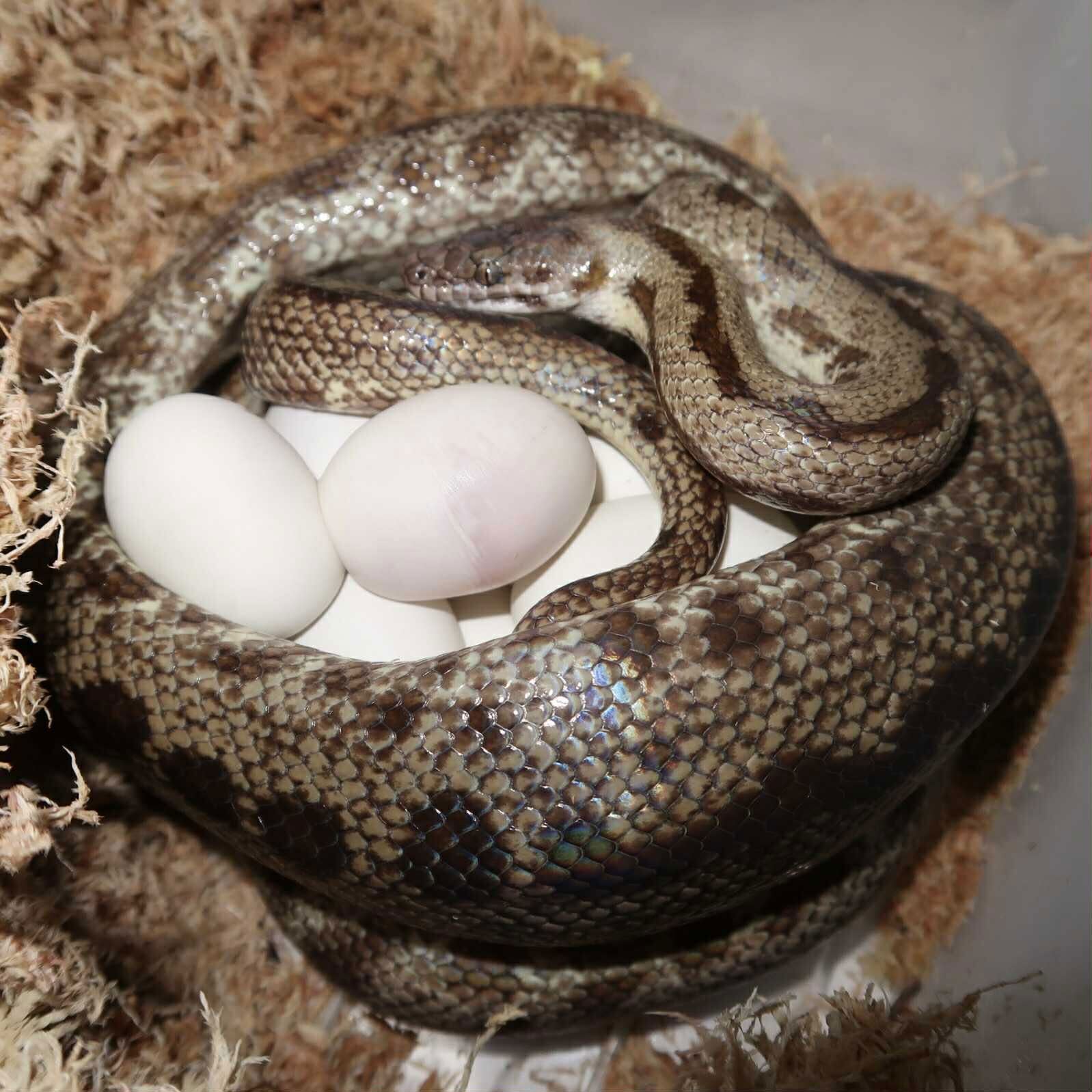 A mother snake with her clutch.