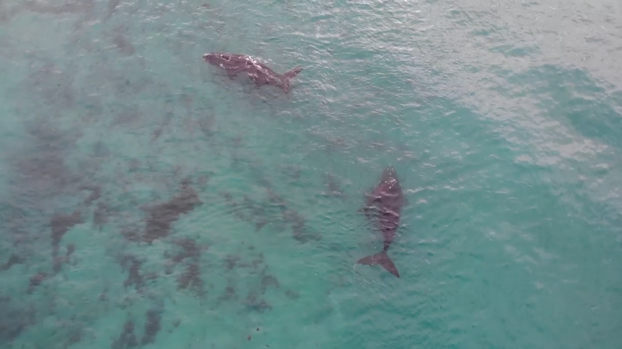 The Southern Right Whales were resting before recommencing their migration journey. 