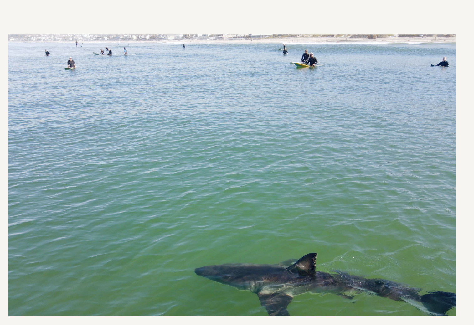 A young great white shark is photographed cruising down a Californian beach.