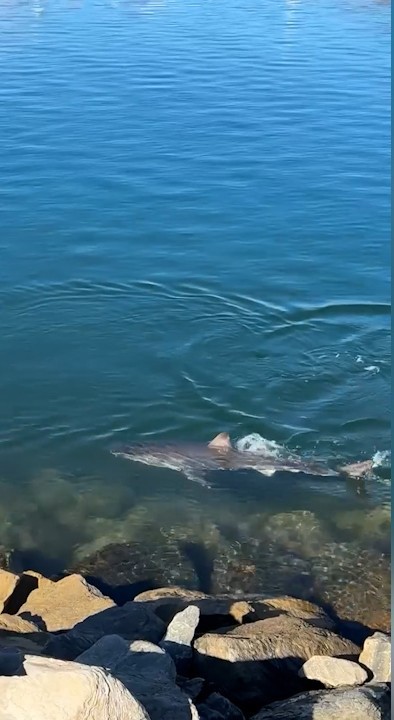 A﻿ skipper was left surprised to see a two-metre great white shark circling his boat at a marina south of Adelaide on the Fleurieu Peninsula.