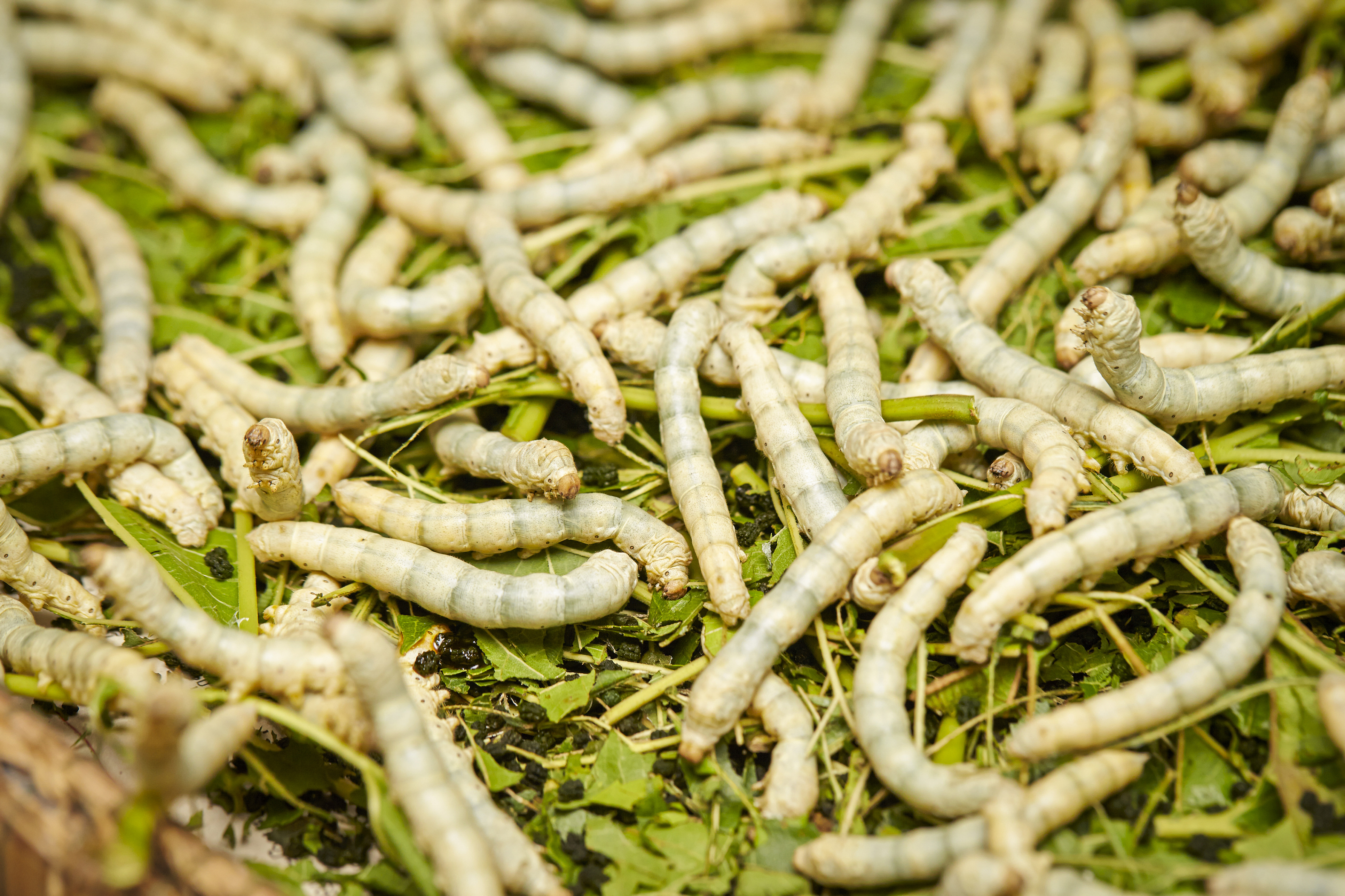 Gene-modified silkworms making bulletproof silk in China