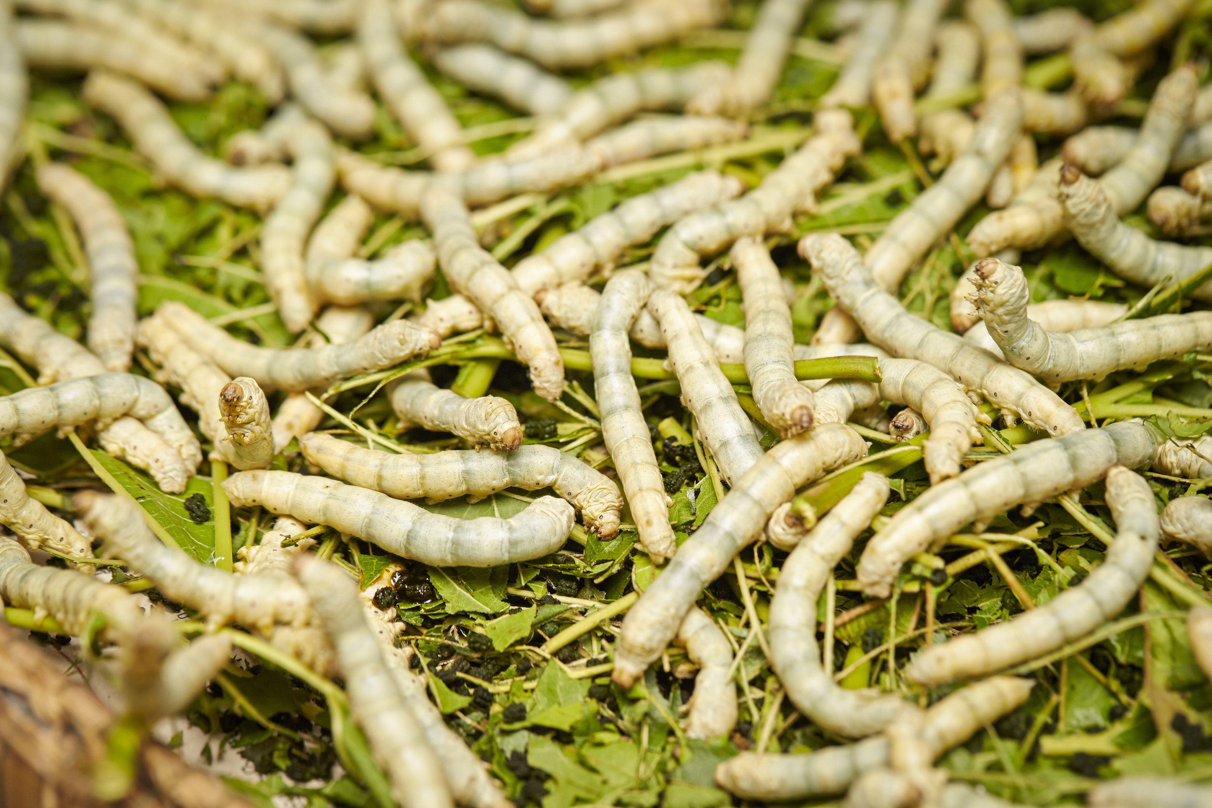 Silkworms