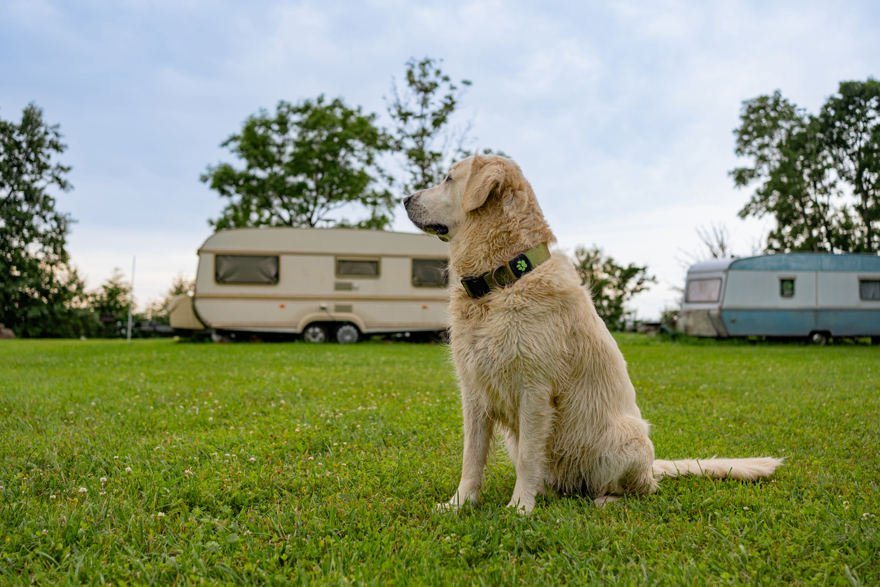 Dog-friendly camping. Golden Retriever relaxing at an outdoor camping area. Peaceful pet enjoying natural environment next to travel trailers and RVs.