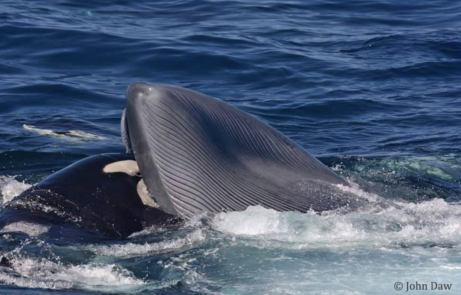 First Records Of Killer Whales Hunting And Killing Blue Whales