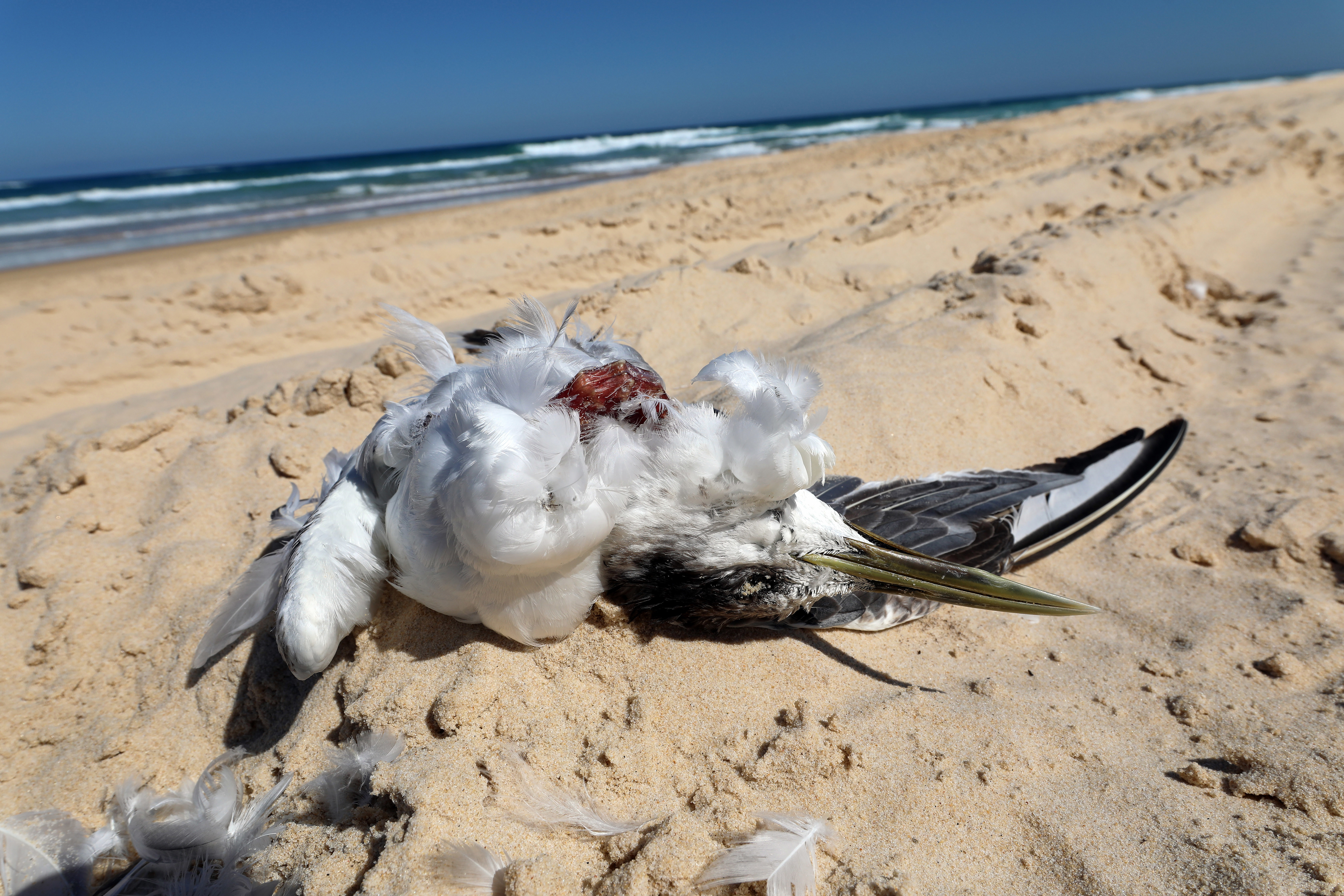 Prof. Thomas Schlacher ban on 4WDs