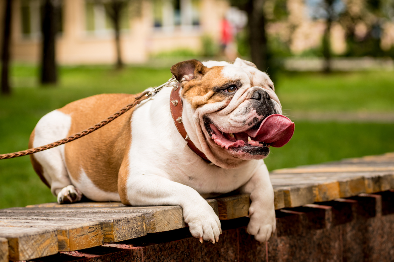 Cute English bulldog at the park.