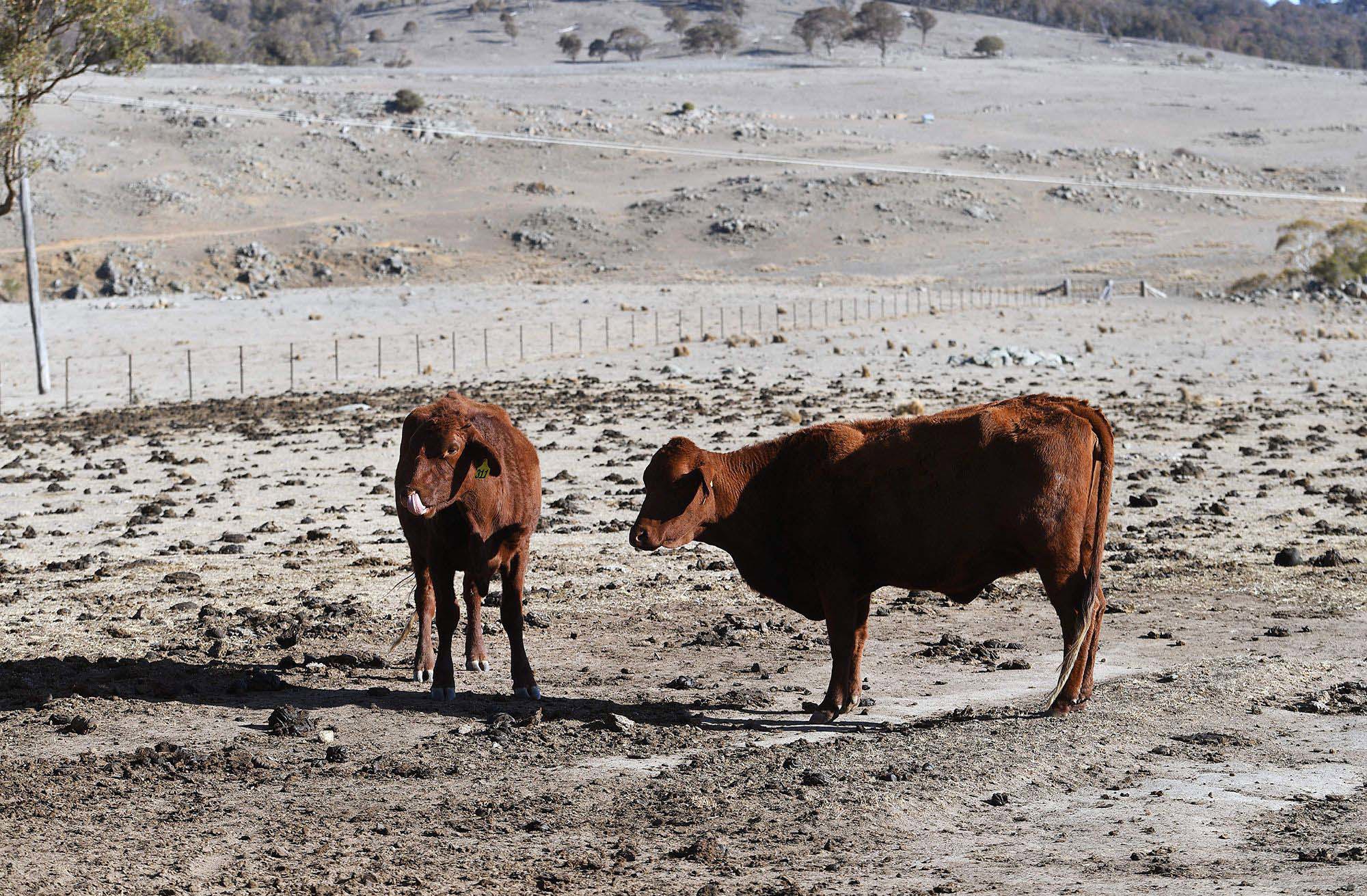 Cattle on a drought-affected farm in New South Wales, Australia, on August 26, 2019. An unprecedented water shortage meant more than a dozen small towns faced a "day zero."	