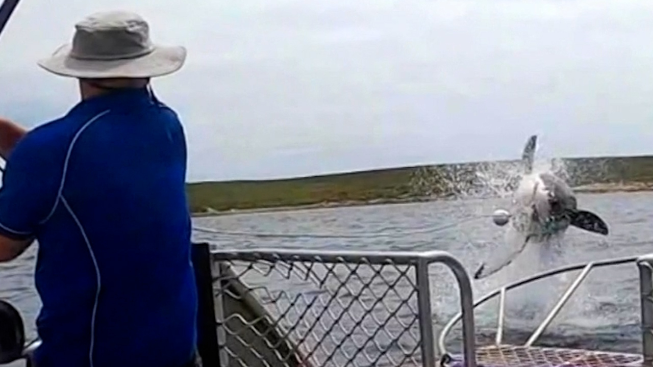 A three-metre shark leaped into the air in waters off Port Lincoln in South Australia. 
