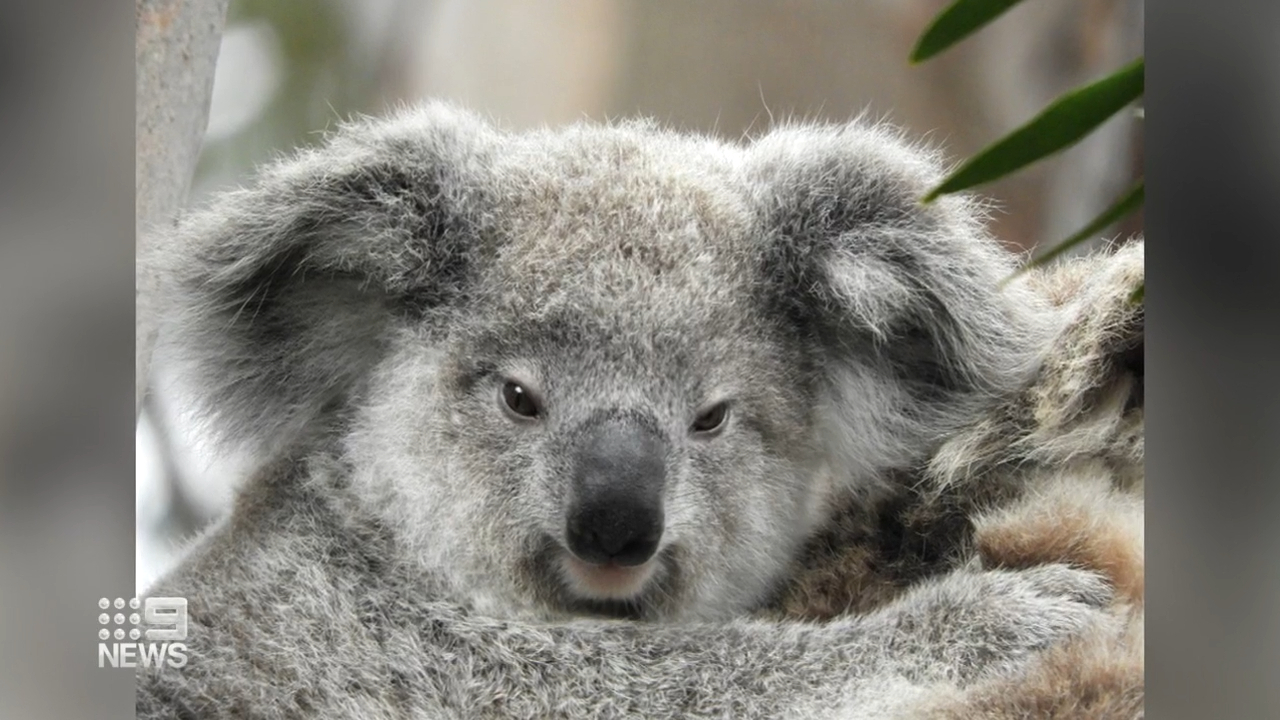 Tucked away amongst the roll of hills is prime koala real estate, discovered by two bushwalkers seeking lockdown exercise relief.