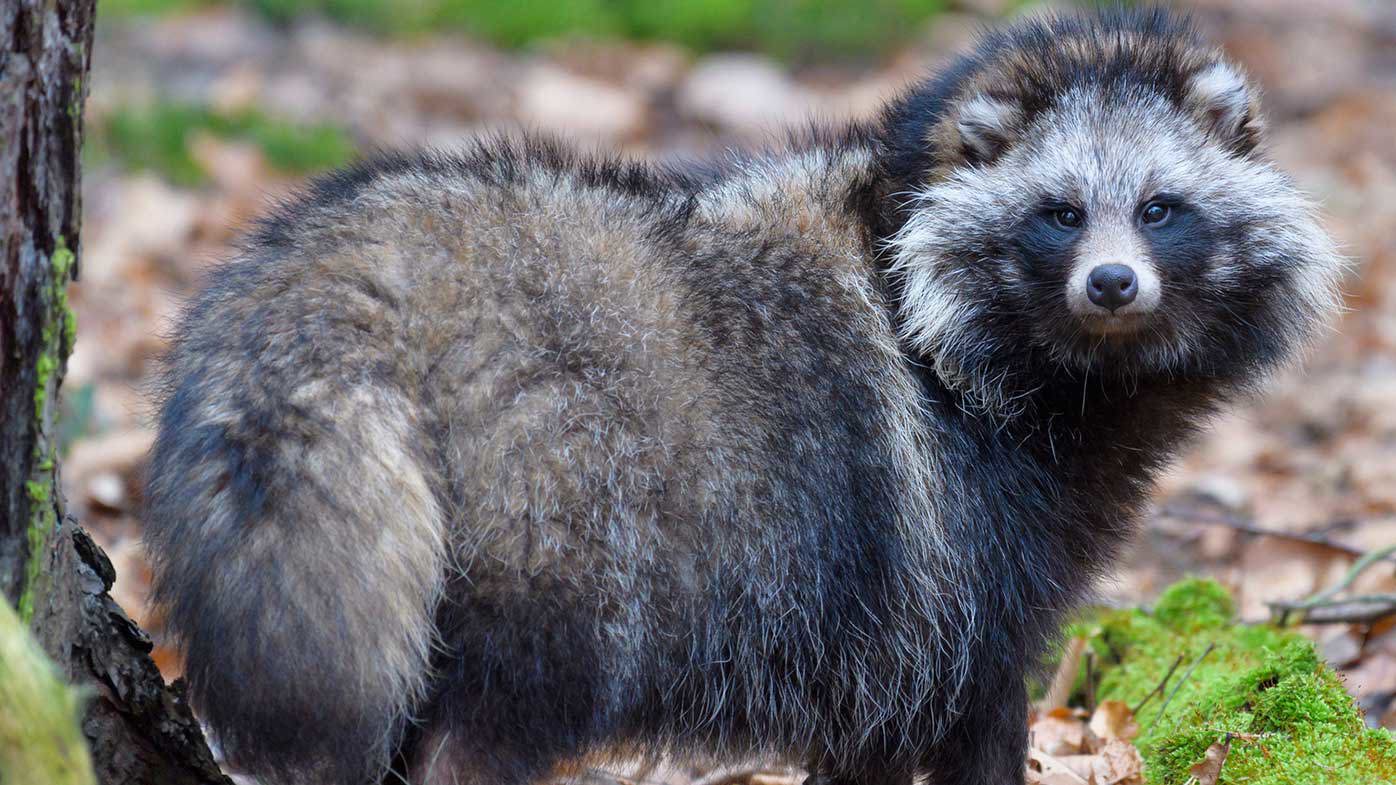 New COVID origins data point to raccoon dogs in China market