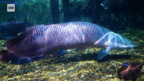 How Amazonians Are Saving A 0 Kg Terminator Of The Fish World