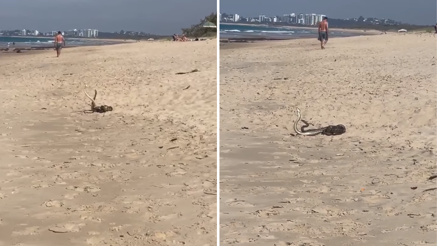 As waves crashed in the background, and barefoot beachgoers passed by, the two snakes writhed, locked in a fierce battle.