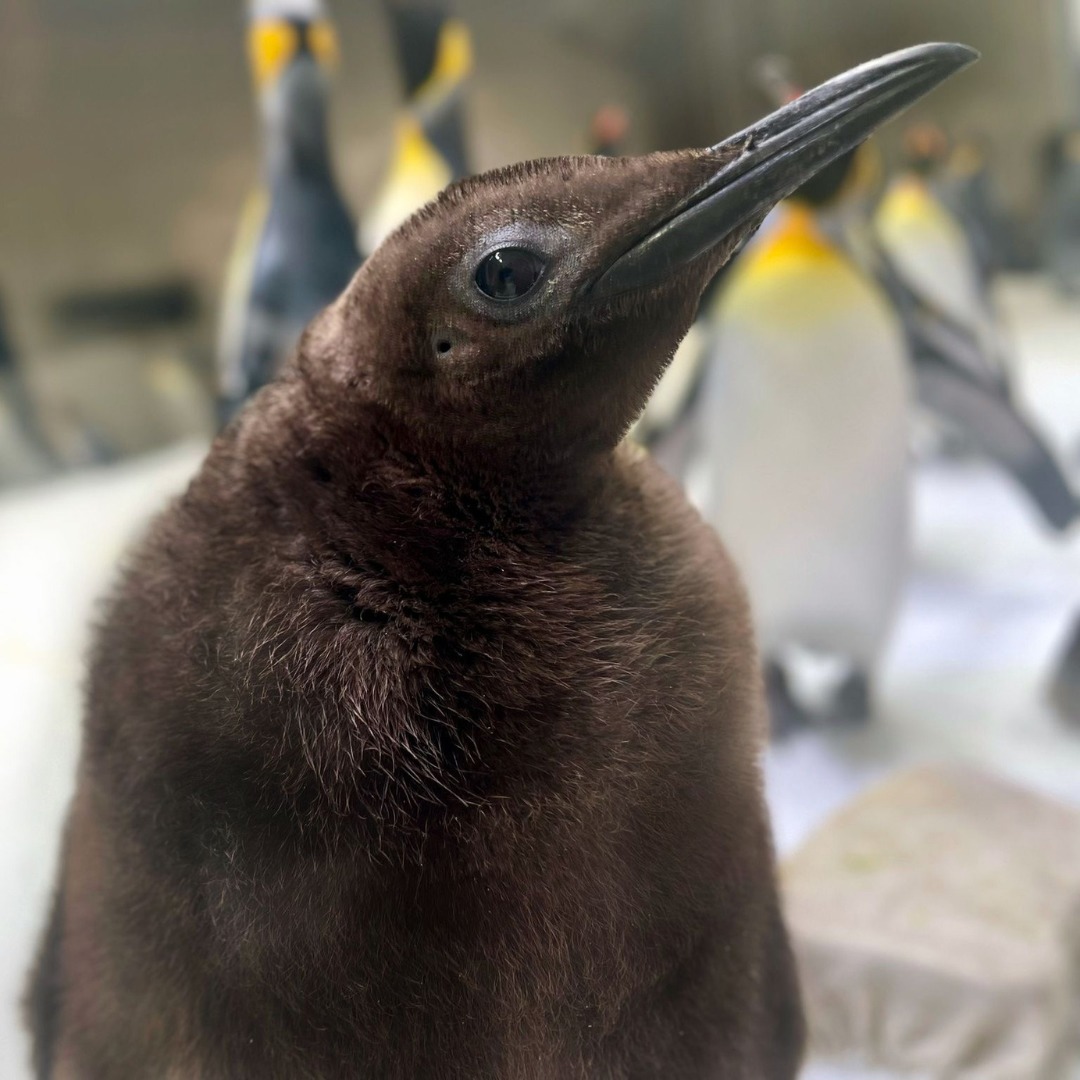 Pesto started growing rapidly, surprising his keepers.