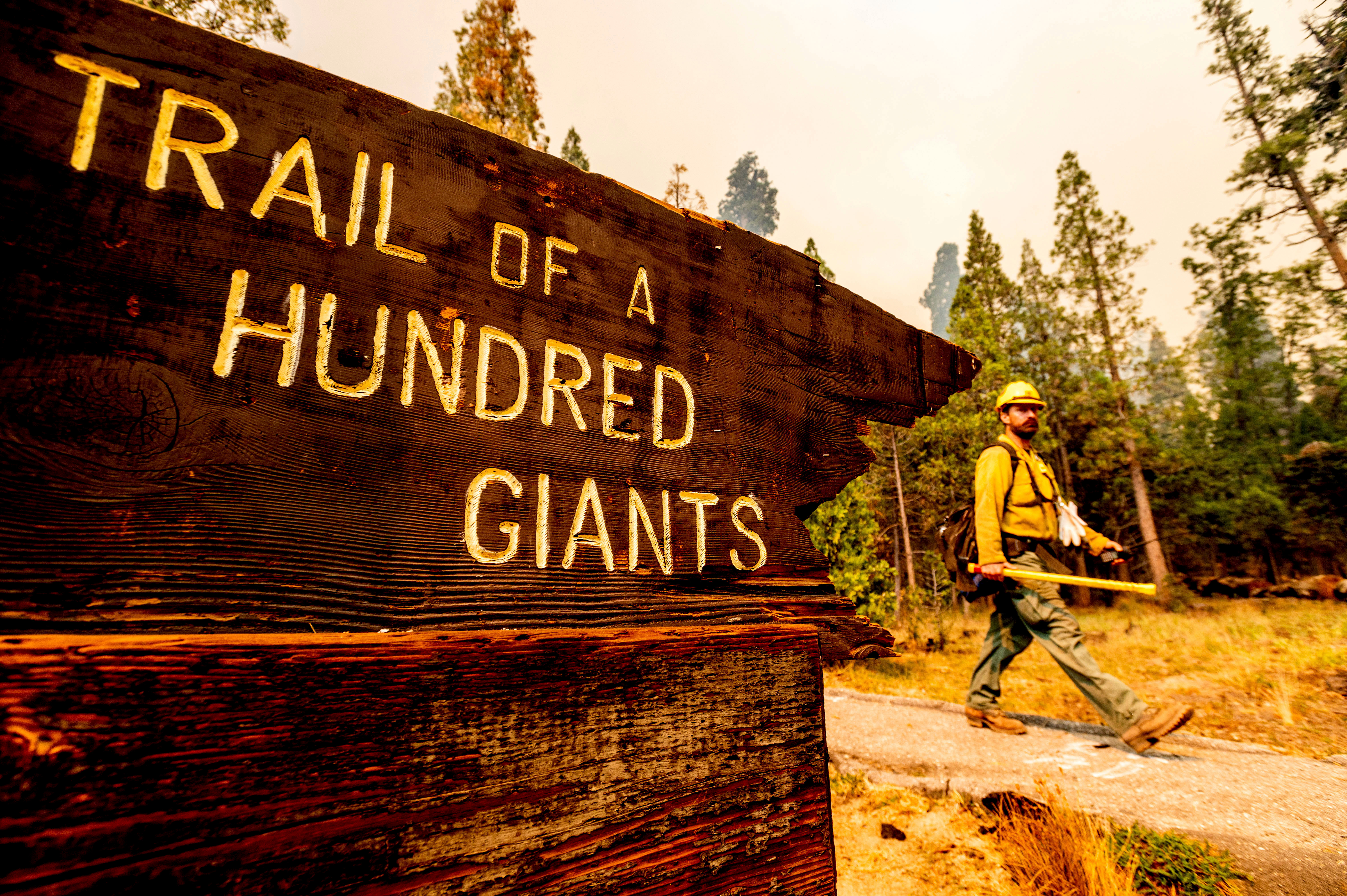 The fires already have burned into several groves containing trees as tall as 61 metres and 2000 years old.