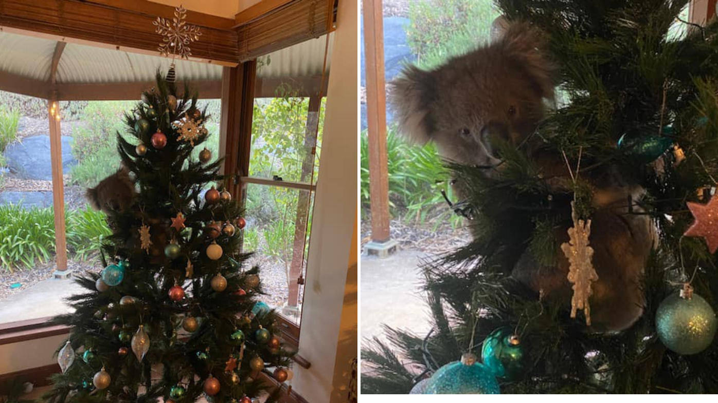 South Australia: Koala Makes Itself At Home In Woman's Christmas Tree After 'Wandering In'