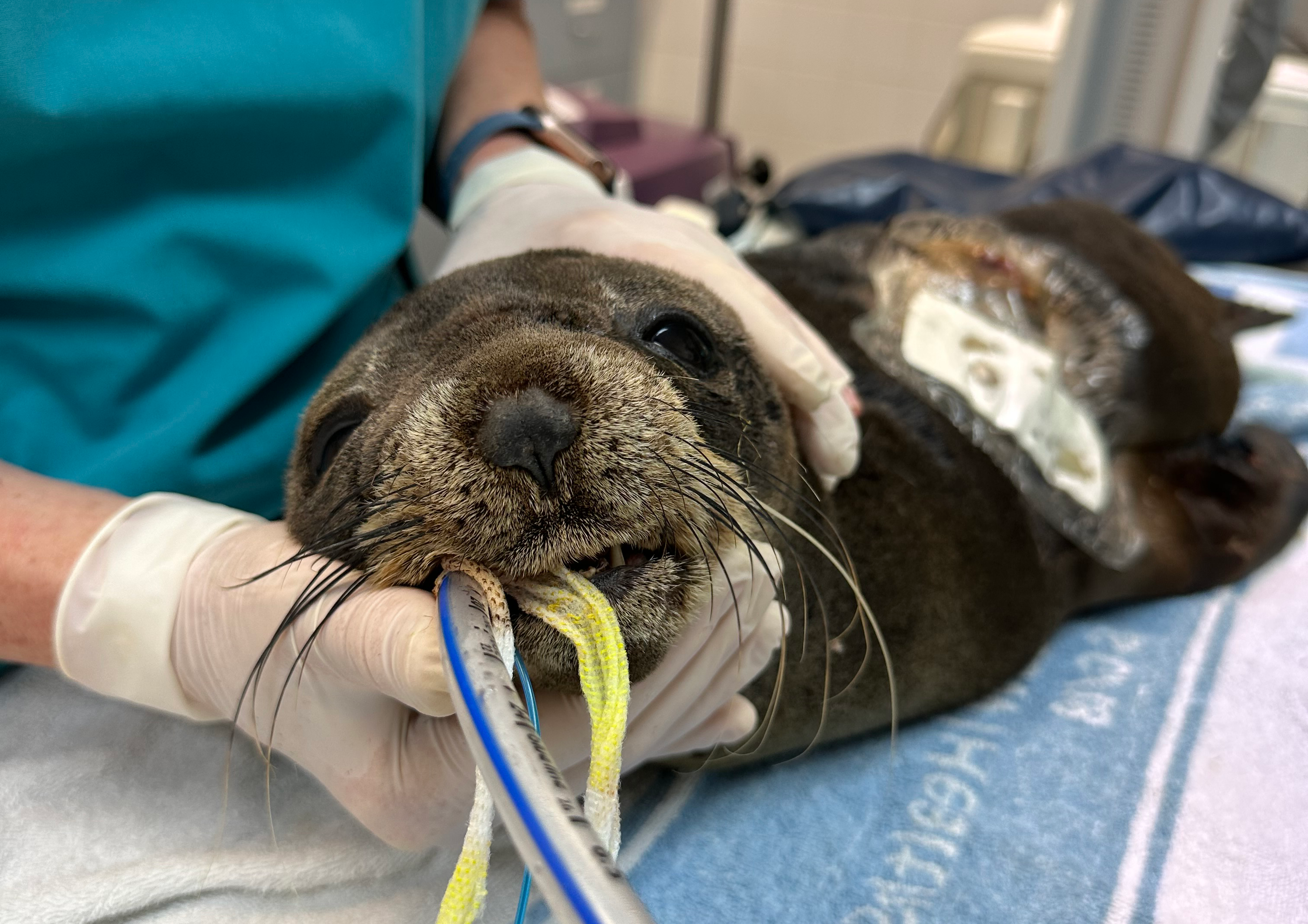 3024px x 2136px - Sydney baby seal: Baby seal released into wild after recovering from shark  attack