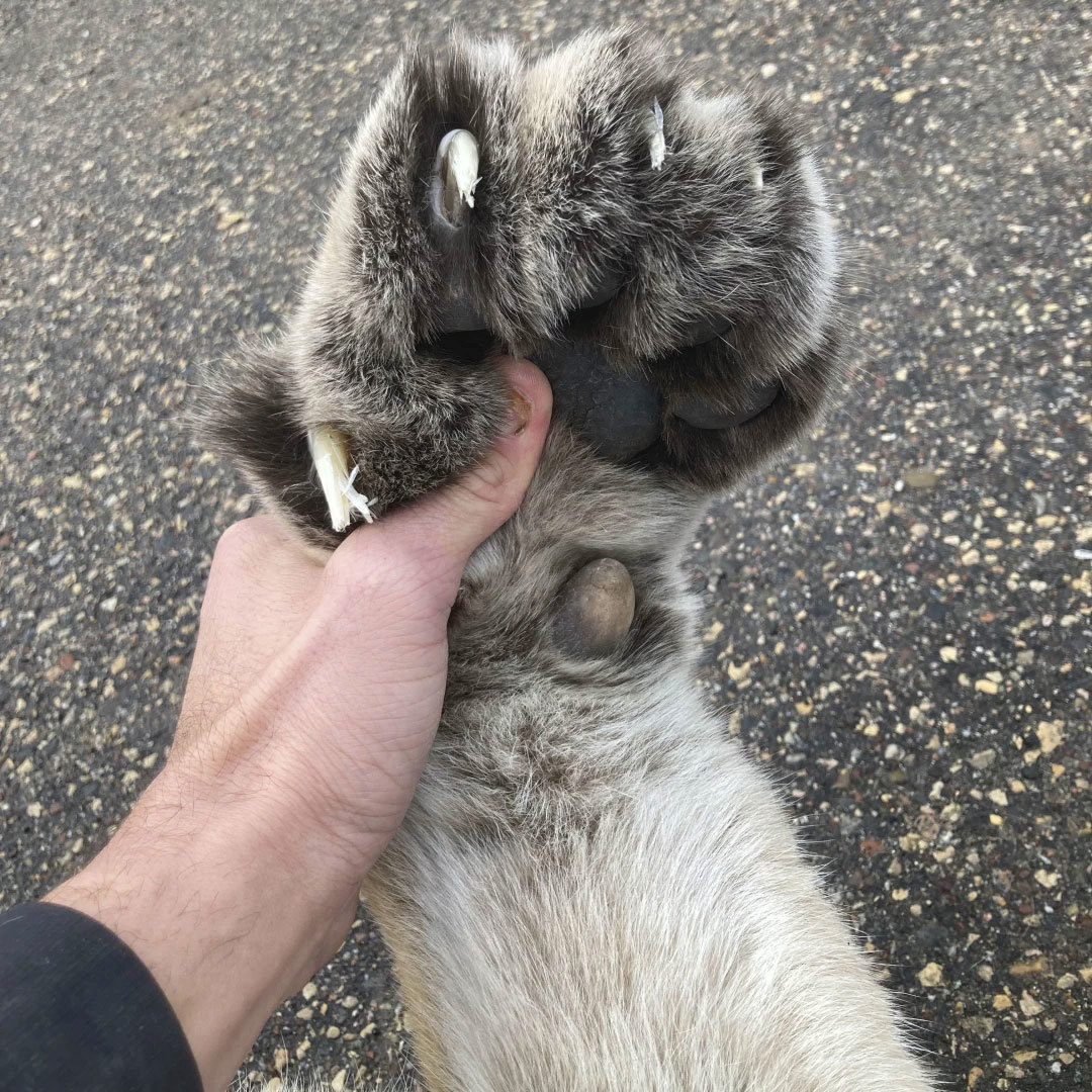 La pata del puma que fue golpeado y asesinado.