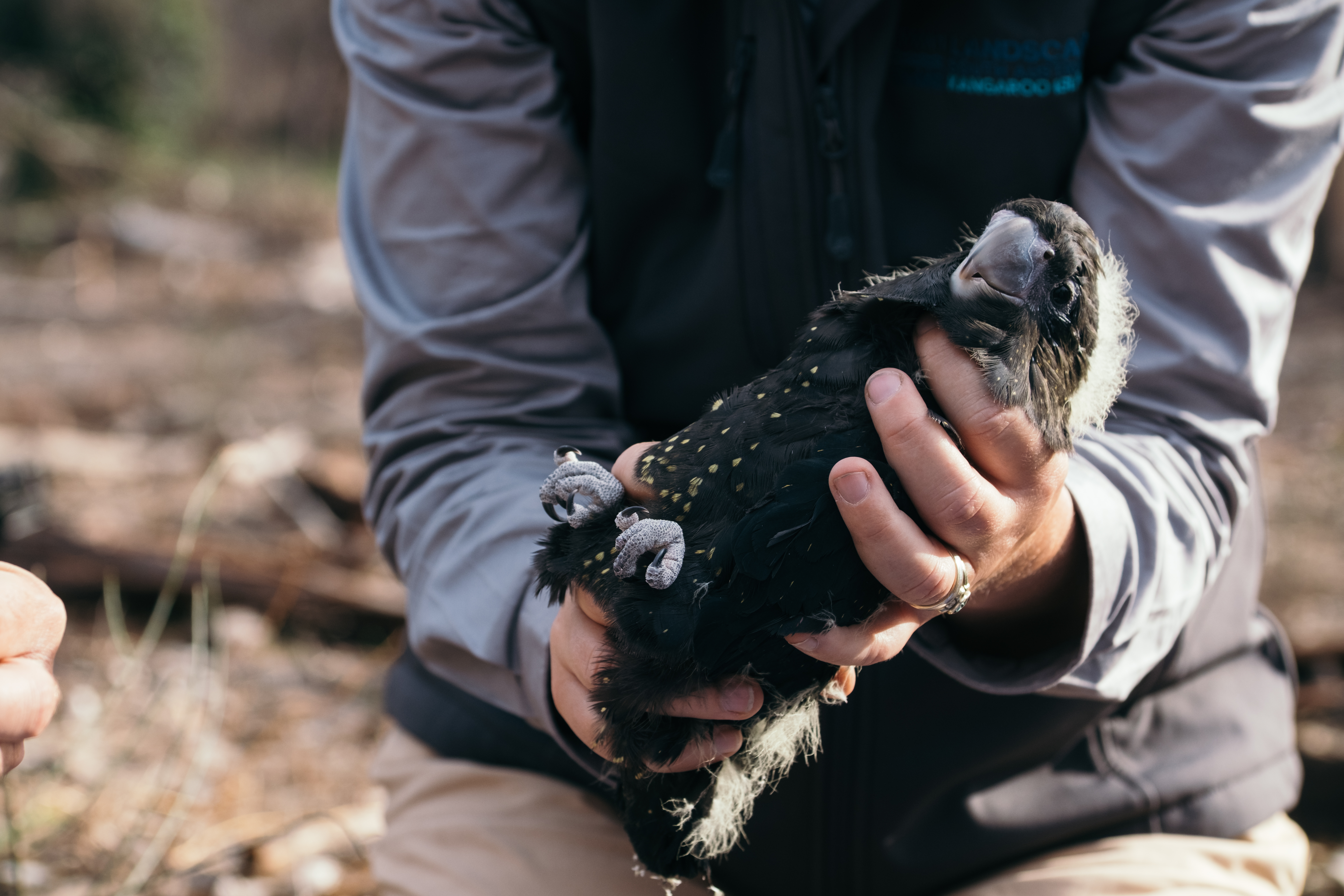 There are signs of hope for one of Australia's rarest black cockatoo species.